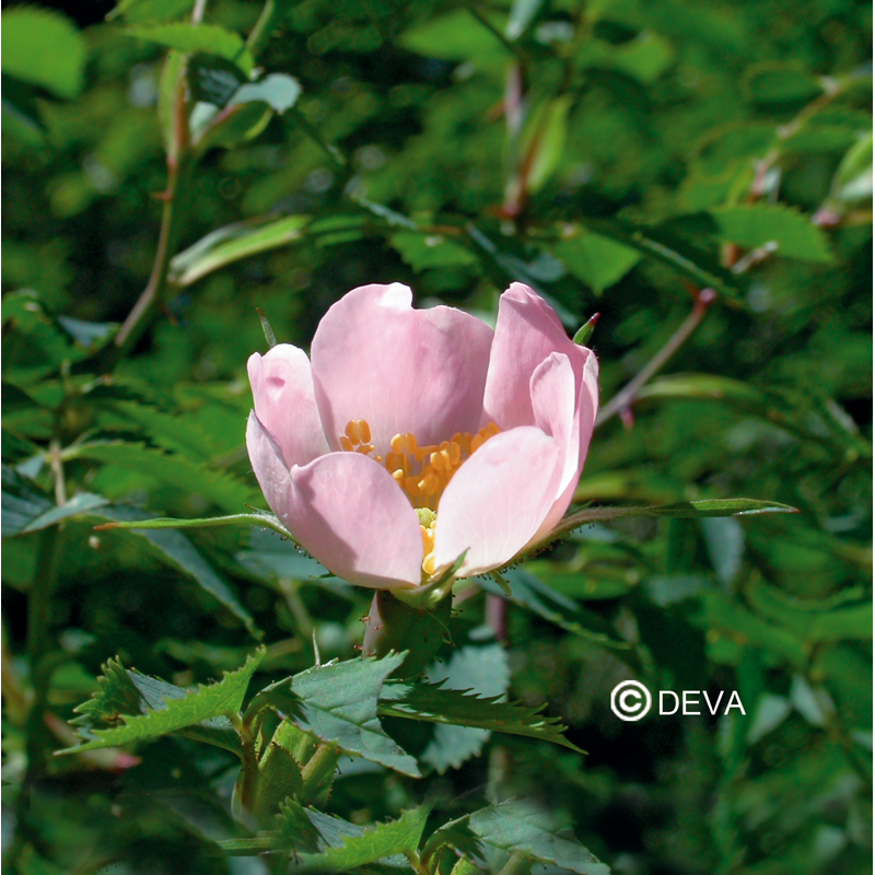Eglantier -Wild rose