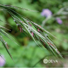 Folle Avoine - Wild oat