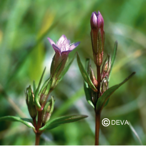 Gentiane - Gentian