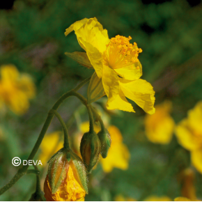 Heliantheme - Rock rose