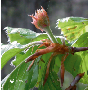 Hetre - Beech