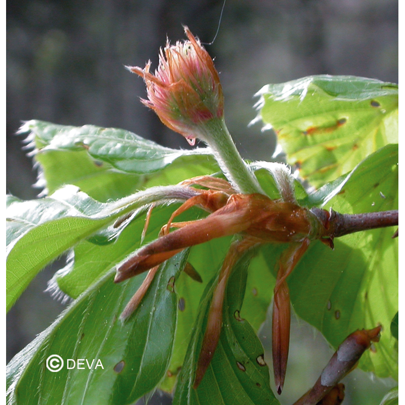 Fleur de BACH Hêtre - Beech bio - Laboratoire DEVA