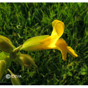 Mimulus Jaune - Mimulus