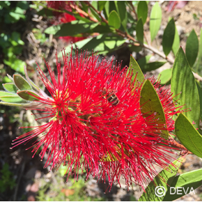 Bottlebrush