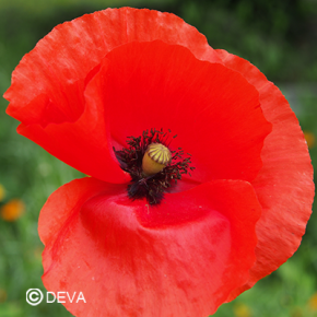 Coquelicot rouge