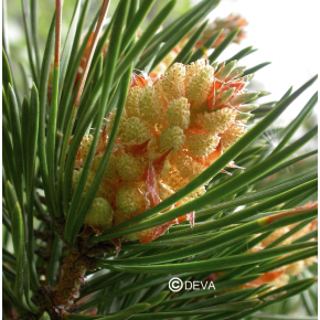 Pin Sylvestre - Pine