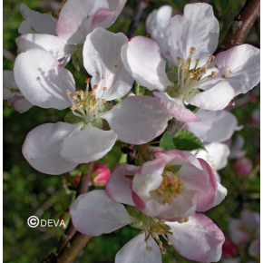 Pommier Sauvage -  Crab apple