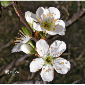 Prunus - Cherry plum