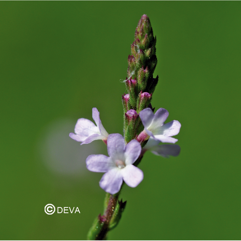 Fleur de Bach vervain Verveine