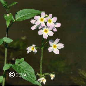 Violette d'eau - Water violet