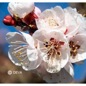 Fleurs de Bach Duo SOMMEIL