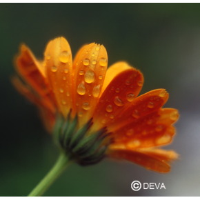 Calendula