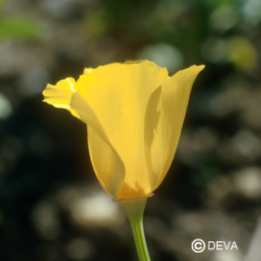 Coquelicot de Californie