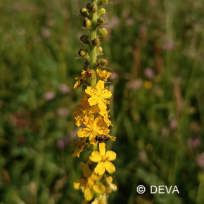 Aigremoine - Agrimony n°1