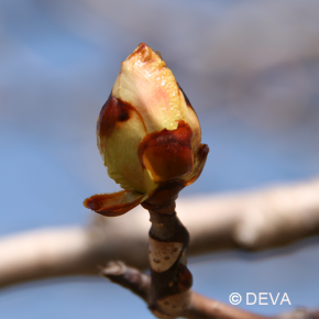 Bourgeons de Marronnier -...