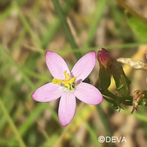 Centauree - Centaury n°4