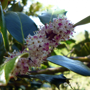 Houx - Holly n°15
