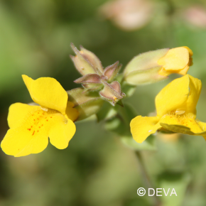 Mimulus Jaune - Mimulus n°20