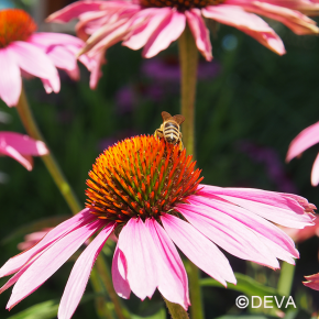 Echinacée