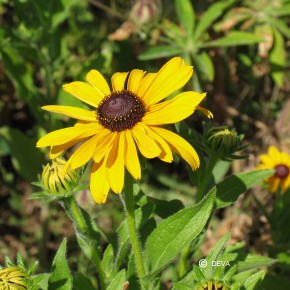 Rudbeckia