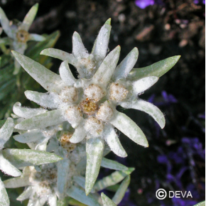 Edelweiss