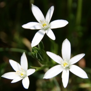 Star of Bethlehem - Etoile de Bethléem