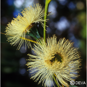 Eucalyptus