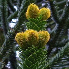 Araucaria - Araucaria du Chili