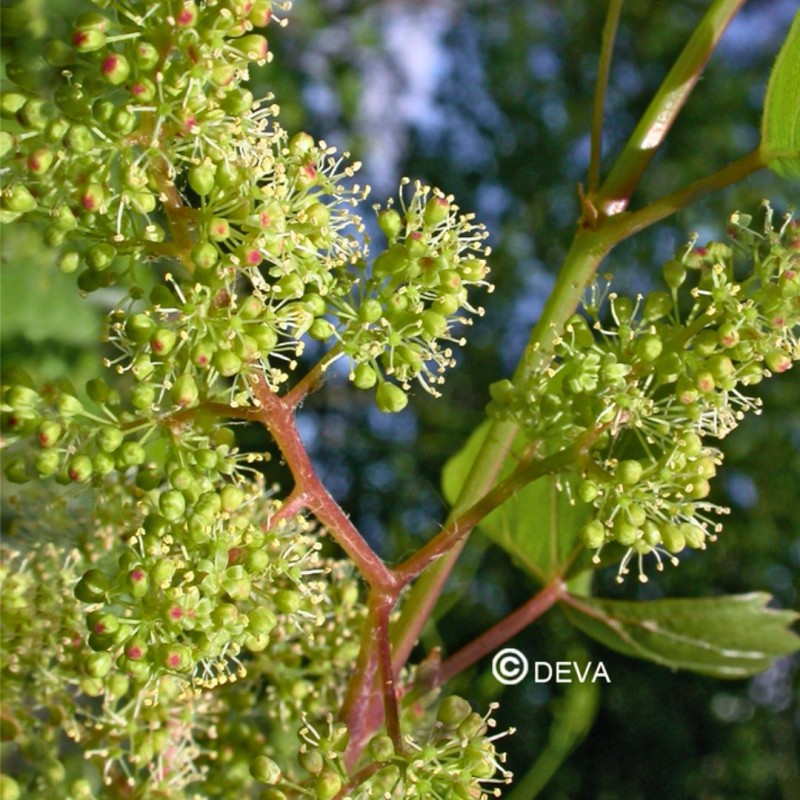 Vigne - Vine n°32