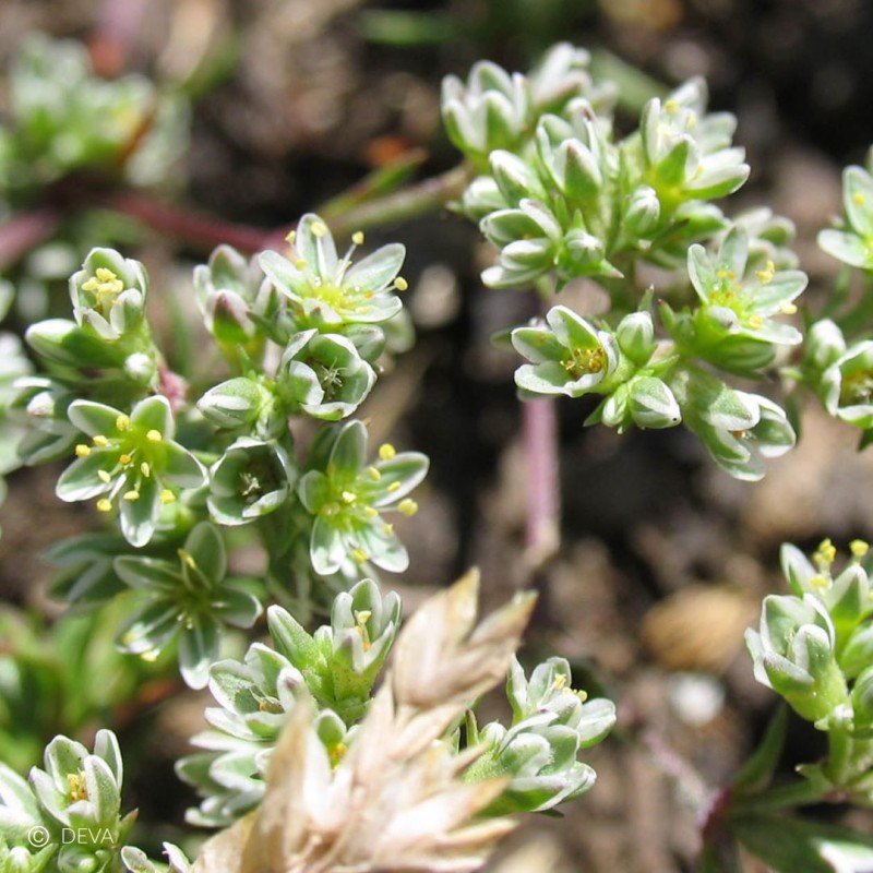 Scleranthus n°28