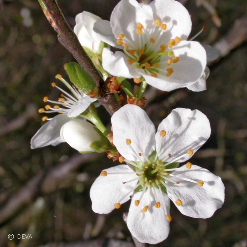 Prunus - Cherry plum n°6