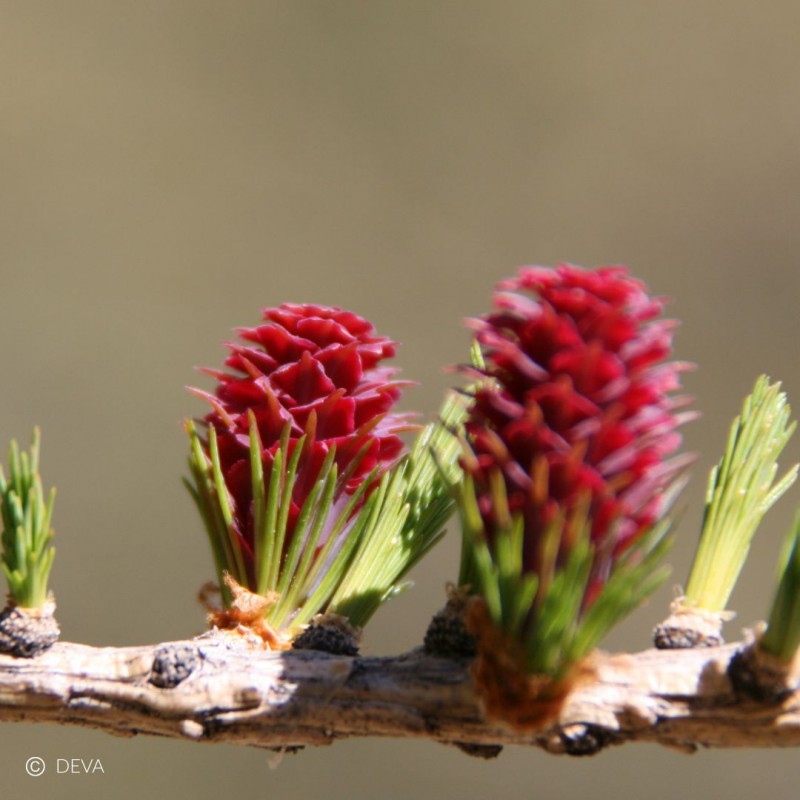 Meleze - Larch n°19