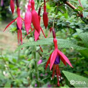 Fuchsia