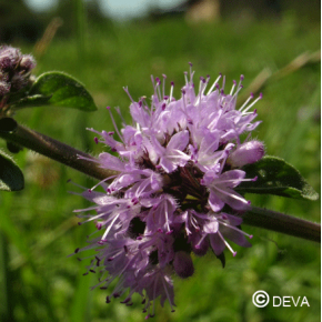 Menthe Pouliot