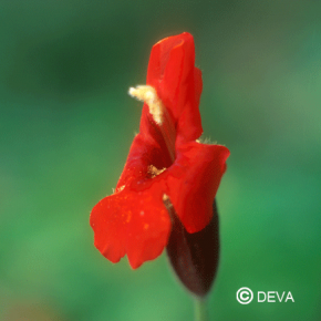 Mimulus ecarlate