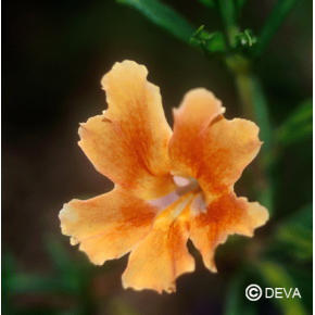 Mimulus orange