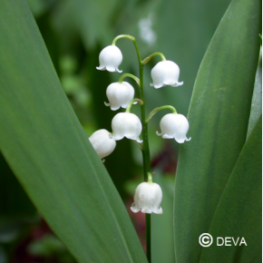 Muguet