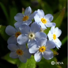 Myosotis