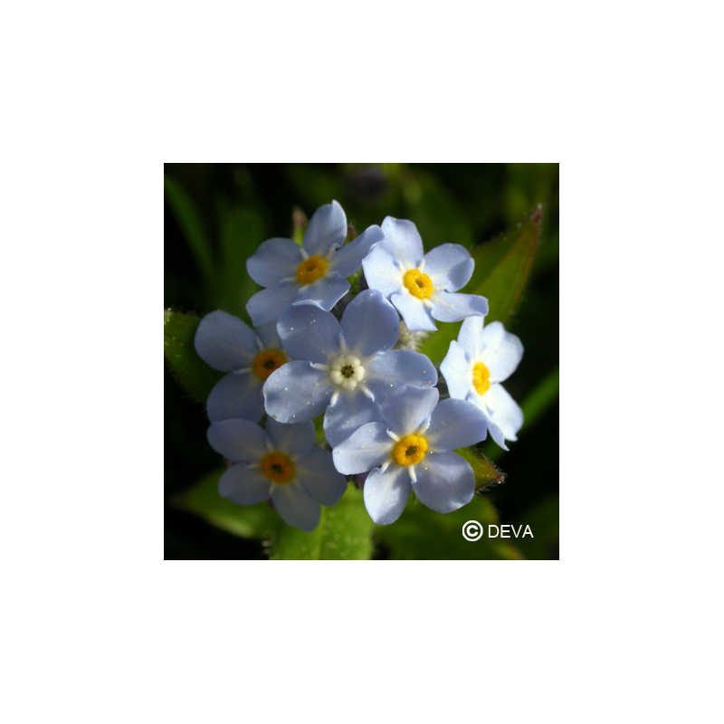 Élixir floral de Myosotis bio, élixir floral DEVA - Laboratoire DEVA