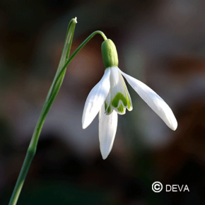 Perce Neige