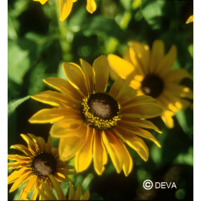 Rudbeckia