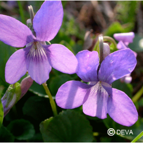 Violette des Bois