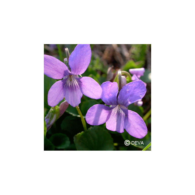 Violette des Bois