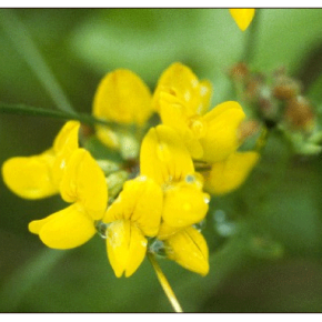 Alfalfa chilota - Lotus...