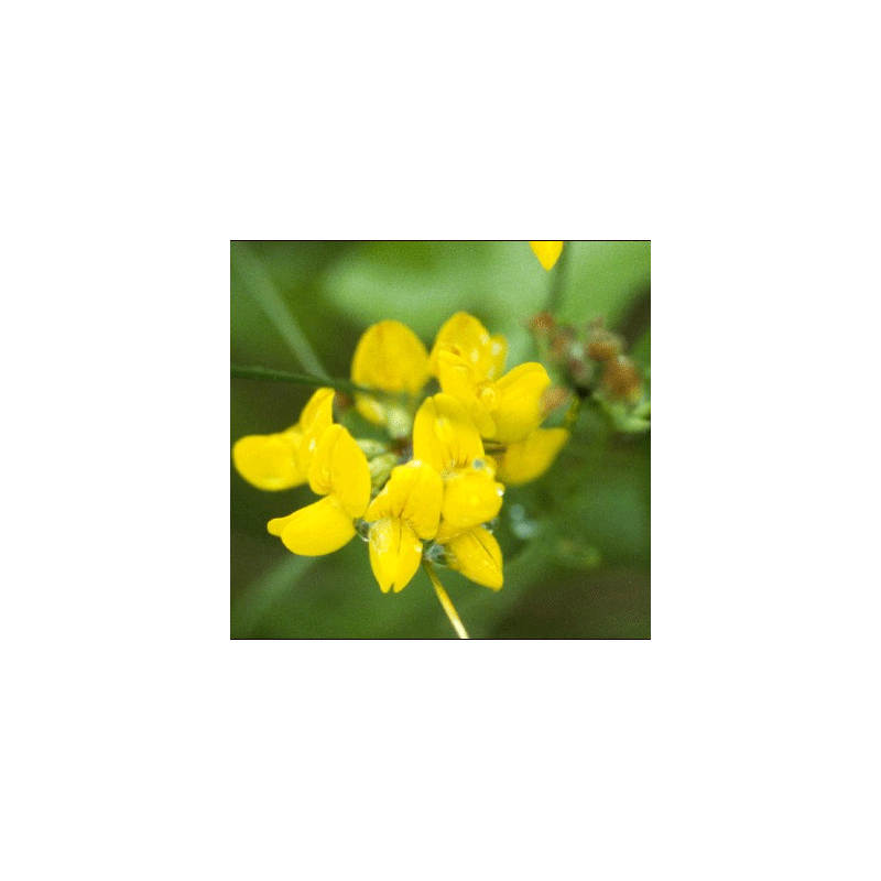 Alfalfa chilota - Lotus cornicule