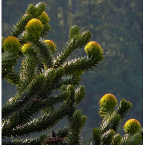 Araucaria - Araucaria du Chili