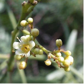 Arbol del peru - Poivre...