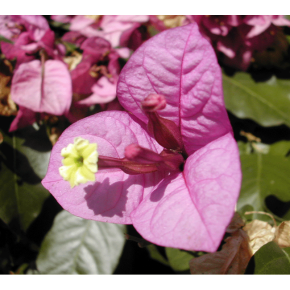 Bougainvillea - Bougainvillee