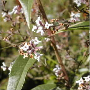 Cedron - Verveine odorante