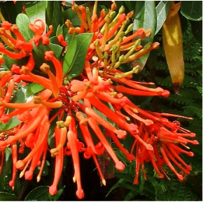 Notro - Arbre de feu du Chili